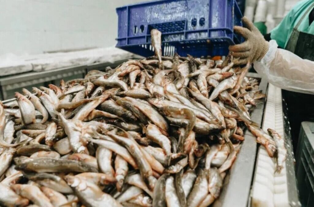 20% Upper Circuit: Stocks skyrocket after European Union Approves 102 Indian Seafood Units for Export