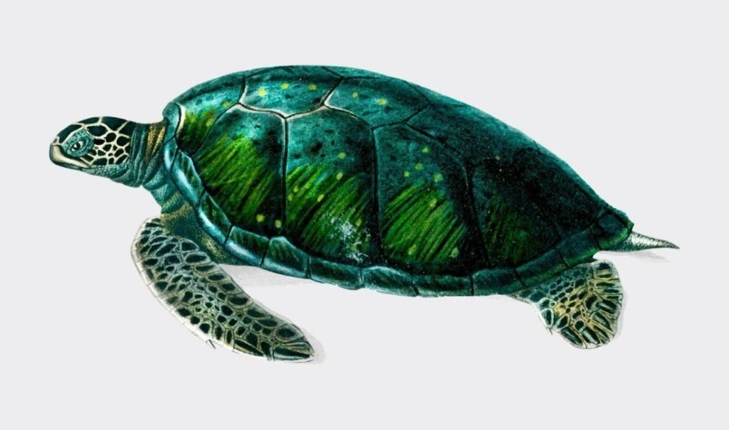 Turtle | Most Frequently Used Trading Animals in the Share Market