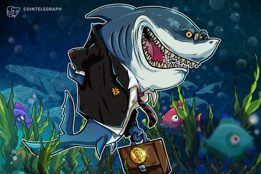 Bitcoin sharks scoop up BTC like it’s 2013 despite ‘perfect bull trap’
